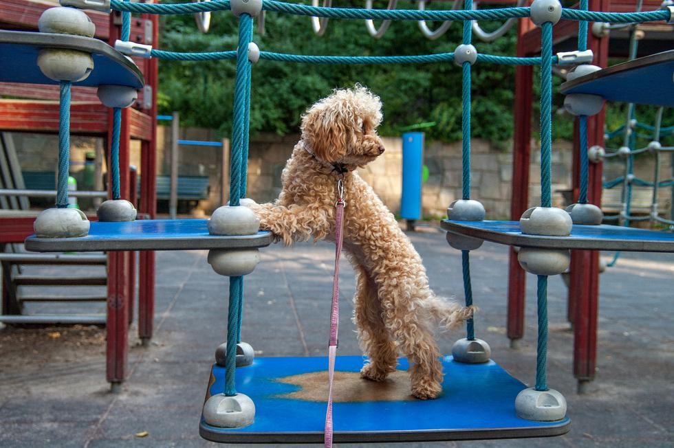 Poodle playing